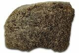 Fossil Tyrannosaur (T rex) Vertebra Section - Wyoming #350400-1